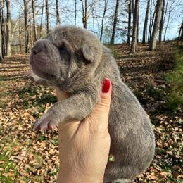 Jingle - Blue male Chinese Shar-Pei puppy in North Carolina from Amy Mahaffey's Chinese Shar-Pei