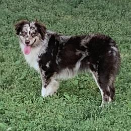 Australian Shepherds, Miniature Australian Shepherds, and Toy Australian Shepherds from Our Lil Aussies