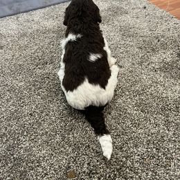 Aussiedoodle and Poodle Puppies from Covington Acres
