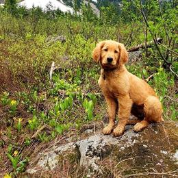 Golden Retriever Puppies from Golden Bunns Retrievers