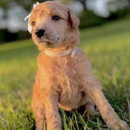 Miss White Collar (was Purple) VIDEO - Cream female Poodle puppy in Screven, Georgia from Dreamland Standard Poodles