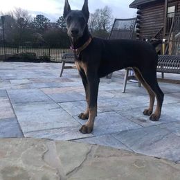 Doberman Pinscher Puppies from Franklin Dobermans