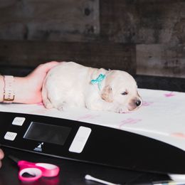 Bordoodle Puppies from 2J 2K Bordoodles LLC