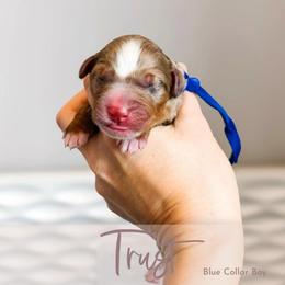 Trust - Chocolate merle male Bernedoodle puppy in Mahomet, Illinois from Jordan Family Doodles