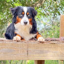 Miniature Australian Shepherd puppies from Young Gun Aussies