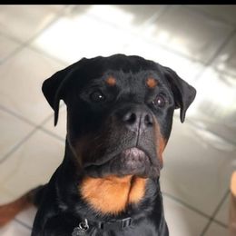 Rottweiler Puppies from Iron Clad Rottweiler