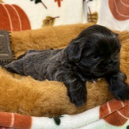 Shih Tzu Puppies from Lavender Lane Tzus