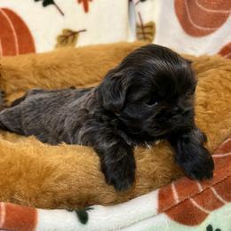 Shih Tzu Puppies from Lavender Lane Tzus