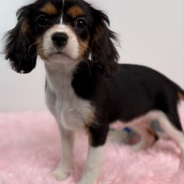 Molly - Tri-color female Cavalier King Charles Spaniel puppy in Miami, Florida from Mario’s Pups