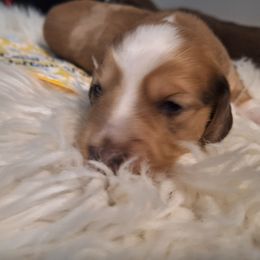Boy 1 - Dapple male Dachshund puppy in Gordon, Georgia from Long Dogs Yellow Farm