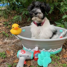 Miniature Schnauzer Puppies from Von Baron Schnauzers