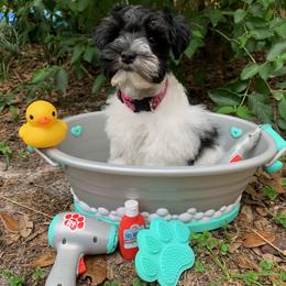 Miniature Schnauzer Puppies from Von Baron Schnauzers