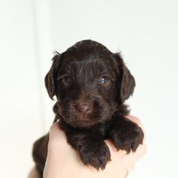 Pink - Chocolate female Australian Labradoodle puppy in Williamstown, New York from Lewis Manor Labradoodles