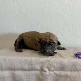 Purple - Fawn sable female Belgian Malinois puppy in Buckeue, Arizona from Légende Vivante Du Chief Kennel