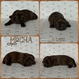 Mocha - Chocolate male Shih Tzu puppy in Yelm, Washington from Lala's All Star Shih Tzu
