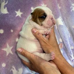 Lola - Fawn and white female Bulldog puppy in Cheyenne, Wyoming from Magic City Kennel
