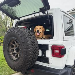 Golden Retriever Puppies from UnrivaledGoldens