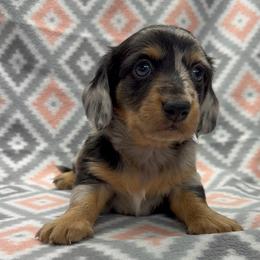 BOY 1 - Dapple male Dachshund puppy in Hoover, Alabama from Tide Town Doxies