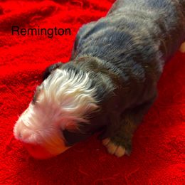 Remington - Black rust and white male Bernese Mountain Dog puppy in Strasburg, Ohio from Lois Allison