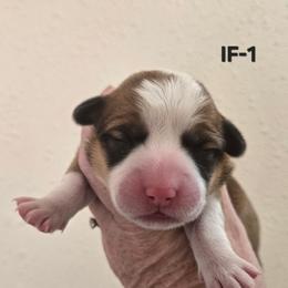 IF-1 - Sable female Pembroke Welsh Corgi puppy in Ely, Minnesota from RJ's Corgis