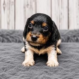 Milo - Piebald male Dachshund puppy in Greenup, Kentucky from Tygart Creek Dachshunds