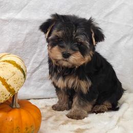 Scout - Blue and gold male Yorkshire Terrier puppy in Monticello, Iowa from Ashley’s Puppies