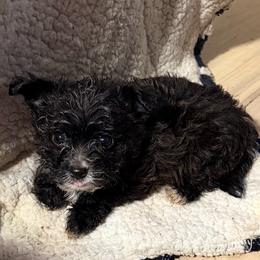 Boy 1 - Black male Morkie puppy in Pittsburgh, Pennsylvania from Maria's Morkies & More