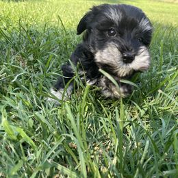 Miniature Schnauzer Puppies from Prestigious Schnuazers