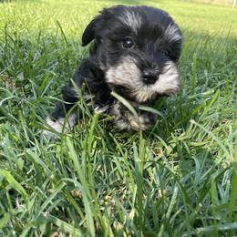 Miniature Schnauzer Puppies from Prestigious Schnuazers