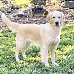Cora - Golden Retriever