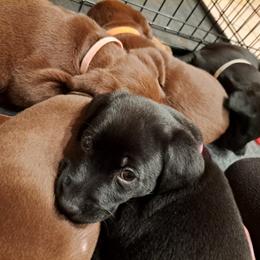 Labrador Retriever Puppies from Inna's Labrador Retrievers