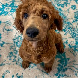 Fruit Butter - Red  Poodle puppy in Swansboro, North Carolina from Monarch Standard Poodles
