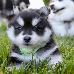Green Collar - Black and white male Pomsky puppy in St. Peters, Missouri from Saint Peters Pomskies
