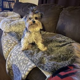 Bebe - Yorkshire Terrier