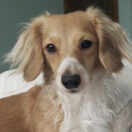 Alus - Dachshund