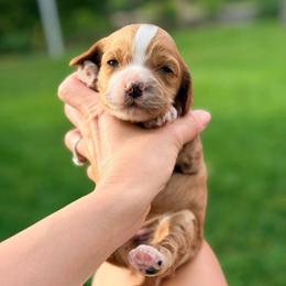 Biscuit - Red and white male Cockapoo puppy in Santa Barbara, California from K+C Doodles