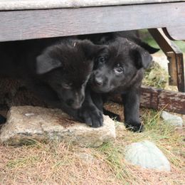 German Shepherd Puppies from Thornock Shepherds