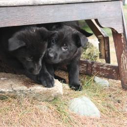 German Shepherd Puppies from Thornock Shepherds