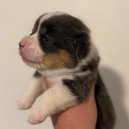 Ira - Bluie Tri - Black and tan male American Corgi puppy in Anderson, California from Flying K Corgis