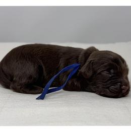 Achilles - Chocolate male Australian Labradoodle puppy in Sacramento, California from Little Farmstead Labradoodles