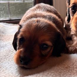 Roman - Red male Dachshund puppy in Clarksdale, Mississippi from Bo Didley's Doxies