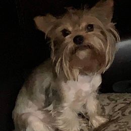 Dutchess - Yorkshire Terrier