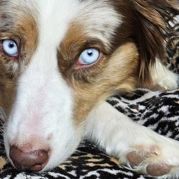 Story - Australian Shepherd