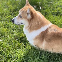 Gideon - Pembroke Welsh Corgi