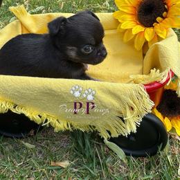 AKC Raven - Black and white female Chihuahua puppy in Columbus, Nebraska from Prancy Pawz