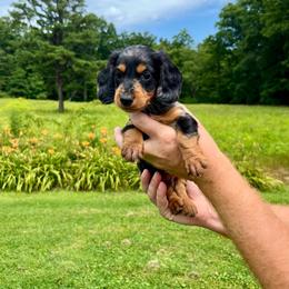 Bentley - Dapple male Dachshund puppy in Milroy, Pennsylvania from Not Your Average Weiner