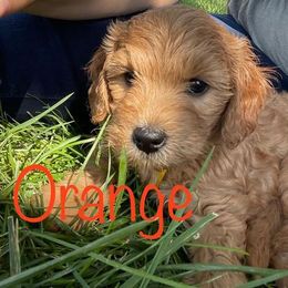 Goldendoodle Puppies from Harper’s