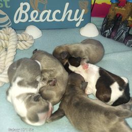 Shih Tzu Puppies from Nickerson Farms Shih Tzu & Imperial Beauties LLC.