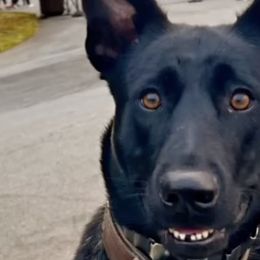Dutch Shepherds from Ruka the Dutch Shepherd