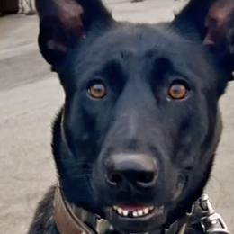 Dutch Shepherds from Ruka the Dutch Shepherd